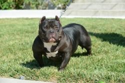 PARKSIDE BULLYS COOKIE OF REDEFINED BULLYS