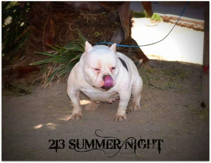 213 SUMMER NIGHT