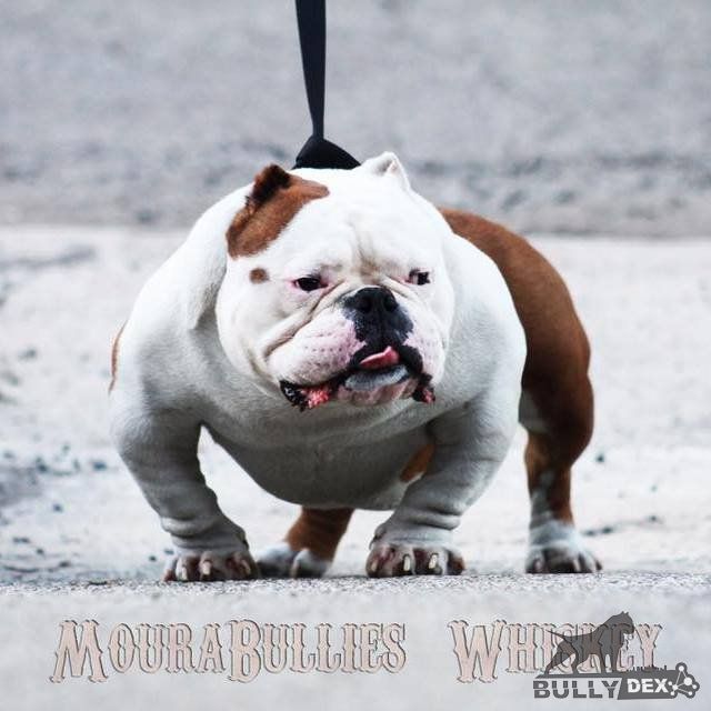 MOURABULLIES WHISKEY