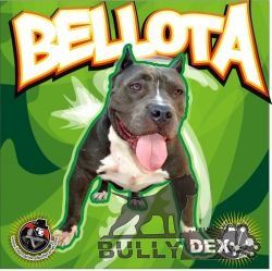 HERSHIA KENNEL BELLOTA