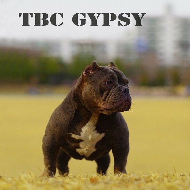 THE BULLYCAMPLINE GYPSY