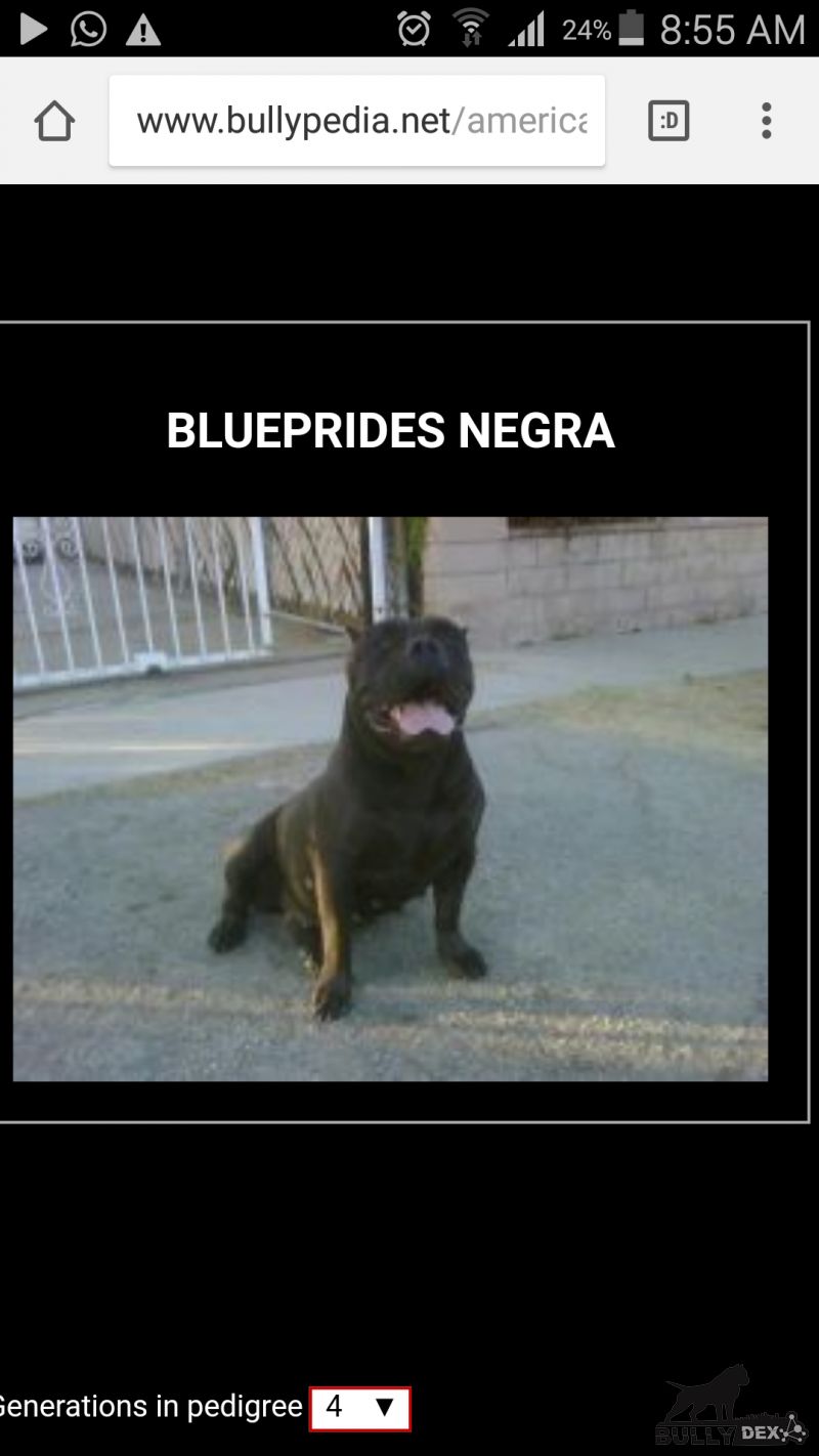 BLUEPRIDE'S NEGRA