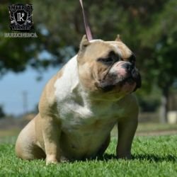 I.K BULLCHESKA OCHOA