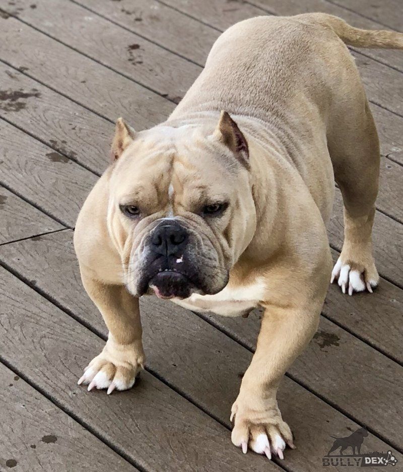 X-STACK BULLIES RILEY OF MLB
