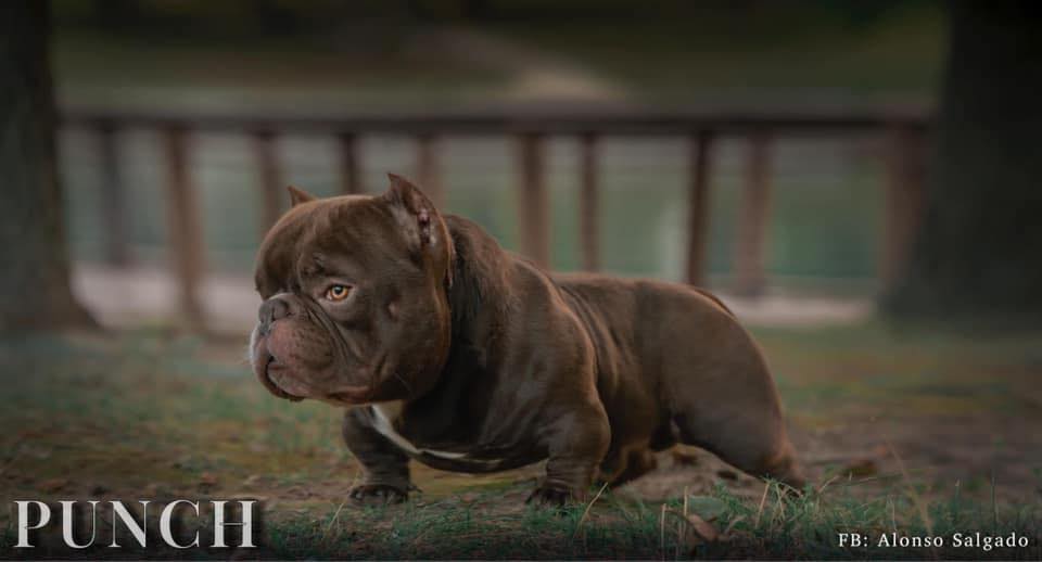 TOY BULLIES PUNCH