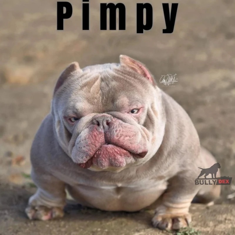 MLB'S PIMPY